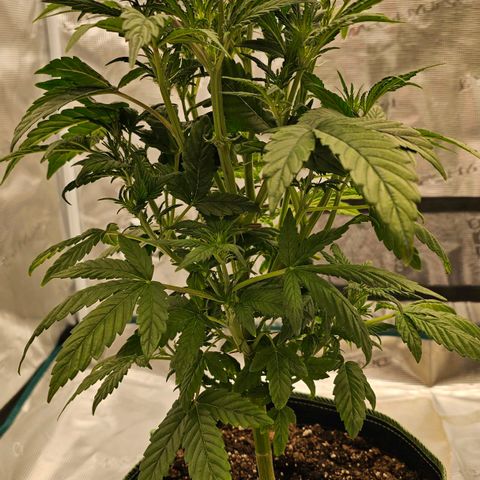 Galactic Gelato growlog timeline photo