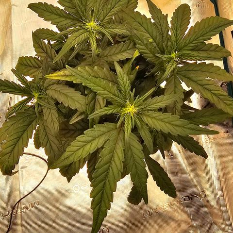 Galactic Gelato growlog timeline photo