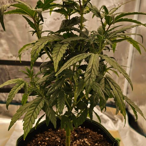 Galactic Gelato growlog timeline photo