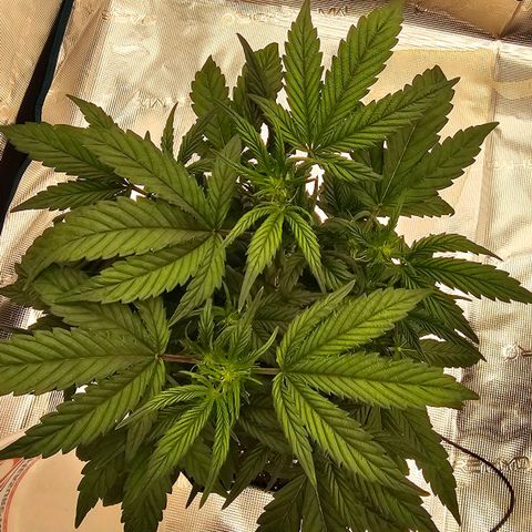 Galactic Gelato growlog timeline photo