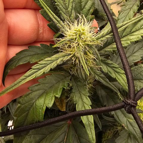 Galactic Gelato growlog timeline photo