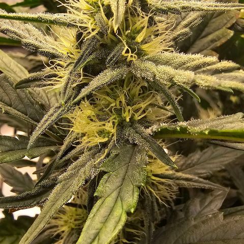 Galactic Gelato growlog timeline photo