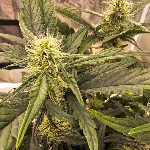 Galactic Gelato growlog timeline photo