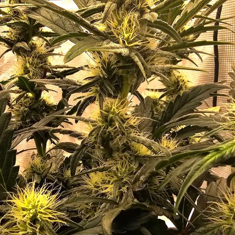 Galactic Gelato growlog timeline photo