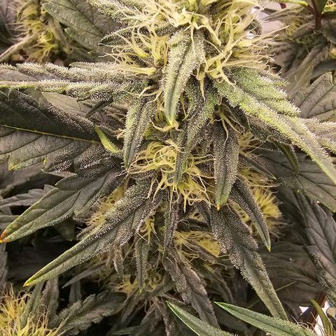 Galactic Gelato growlog timeline photo