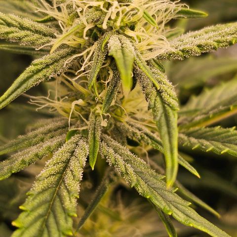 Galactic Gelato growlog timeline photo