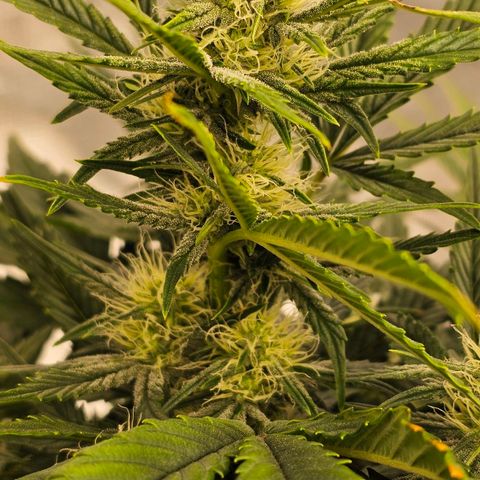 Galactic Gelato growlog timeline photo