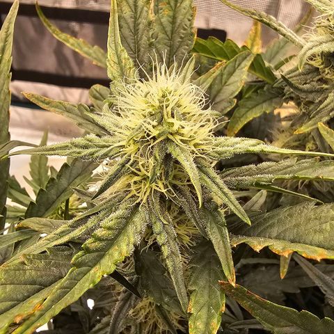 Galactic Gelato growlog timeline photo