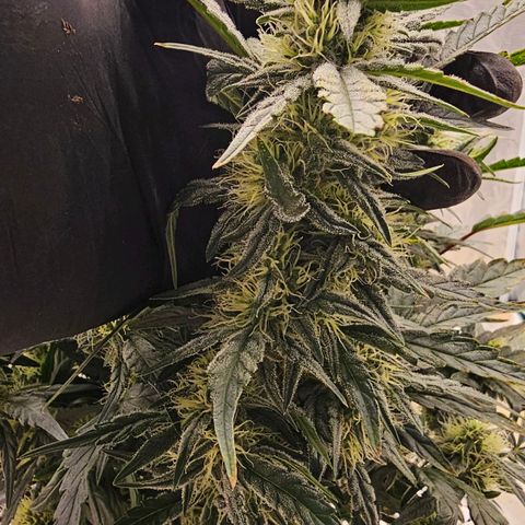 Galactic Gelato growlog timeline photo