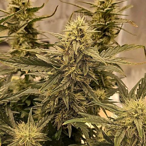 Galactic Gelato growlog timeline photo