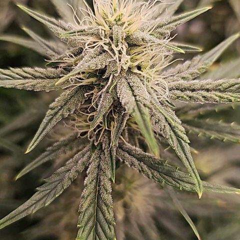 Galactic Gelato growlog timeline photo