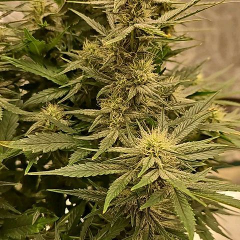 Galactic Gelato growlog timeline photo