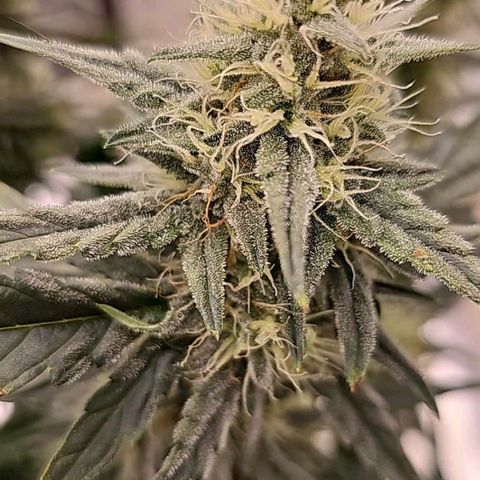 Galactic Gelato growlog timeline photo