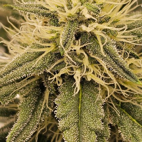 Galactic Gelato growlog timeline photo