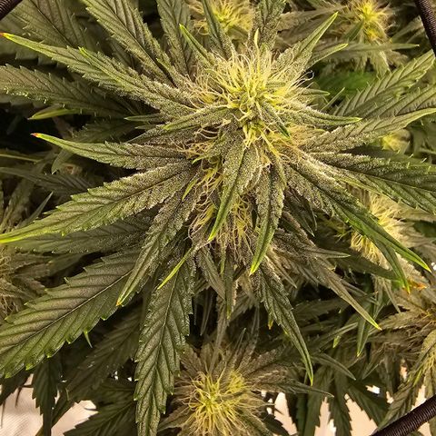 Galactic Gelato growlog timeline photo
