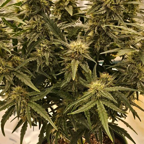 Galactic Gelato growlog timeline photo