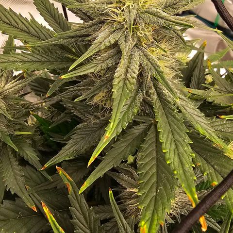 Galactic Gelato growlog timeline photo