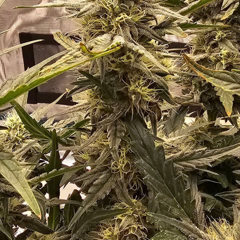 Galactic Gelato growlog timeline photo