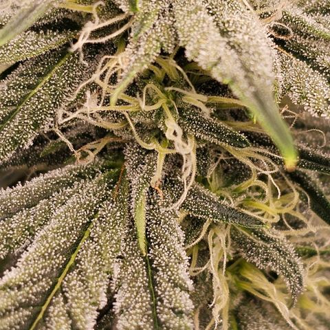 Galactic Gelato growlog timeline photo