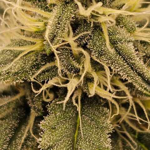 Galactic Gelato growlog timeline photo