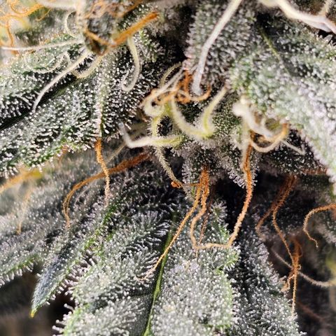 Galactic Gelato growlog timeline photo