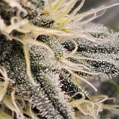 Galactic Gelato growlog timeline photo