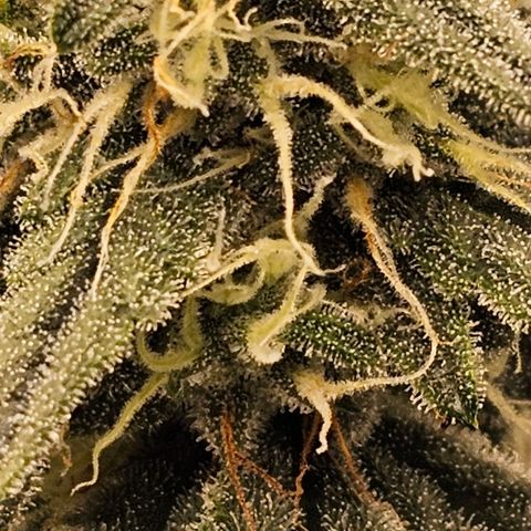 Galactic Gelato growlog timeline photo