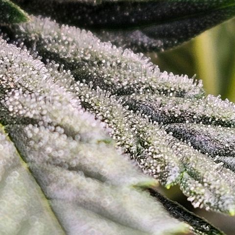 Galactic Gelato growlog timeline photo