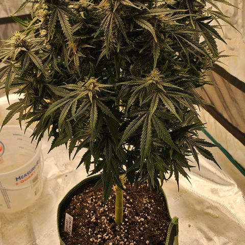 Galactic Gelato growlog timeline photo