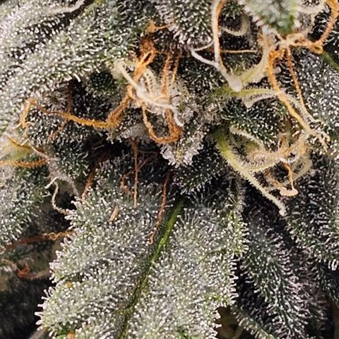 Galactic Gelato growlog timeline photo