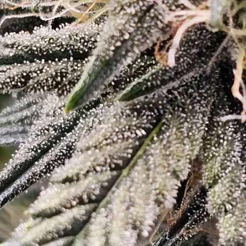 Galactic Gelato growlog timeline photo