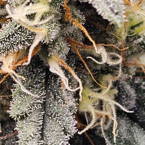 Galactic Gelato growlog timeline photo