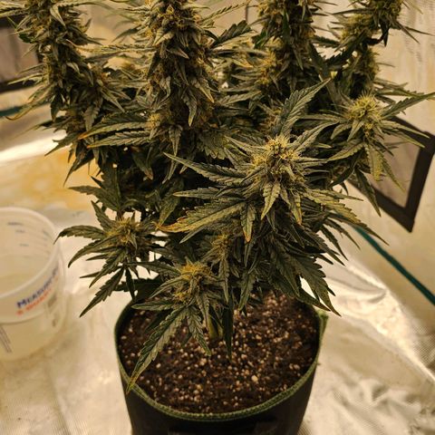 Galactic Gelato growlog timeline photo