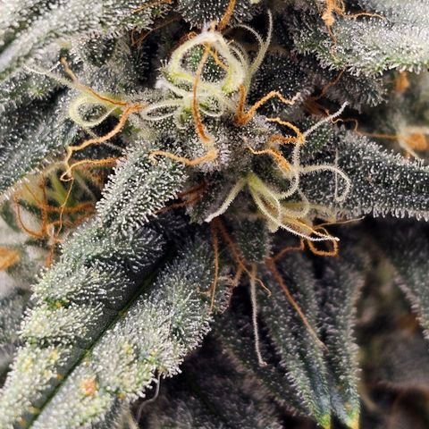 Galactic Gelato growlog timeline photo