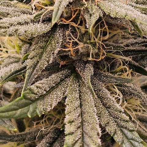 Galactic Gelato growlog timeline photo