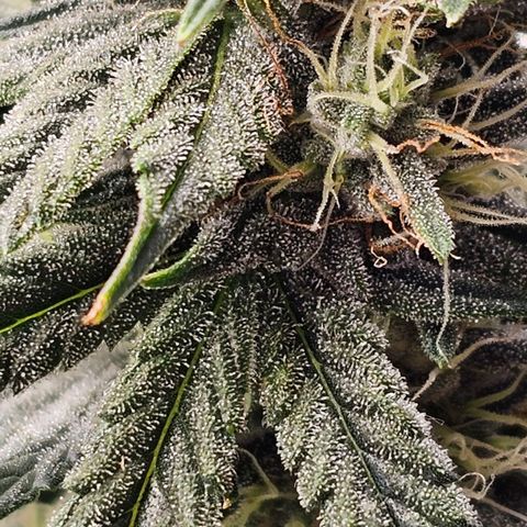 Galactic Gelato growlog timeline photo