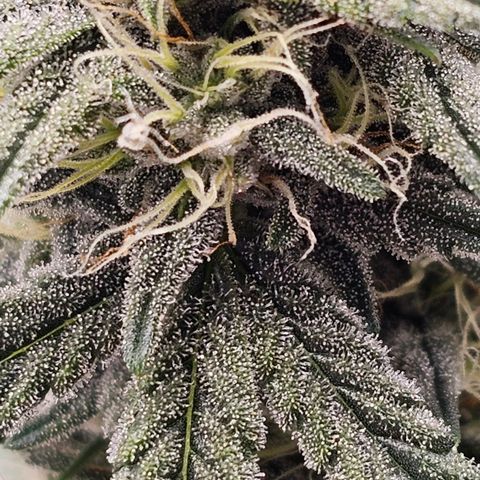 Galactic Gelato growlog timeline photo
