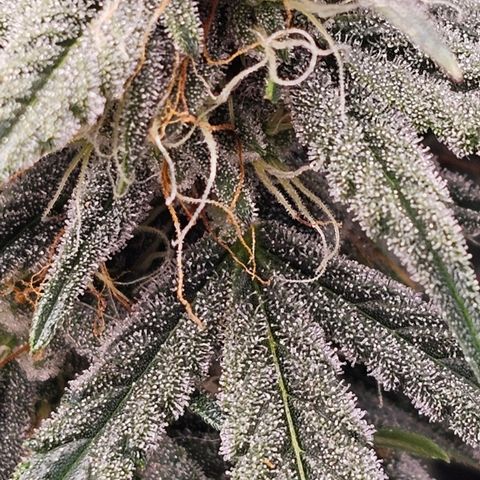 Galactic Gelato growlog timeline photo