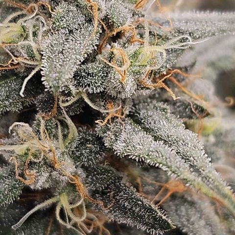Galactic Gelato growlog timeline photo