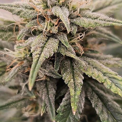 Galactic Gelato growlog timeline photo
