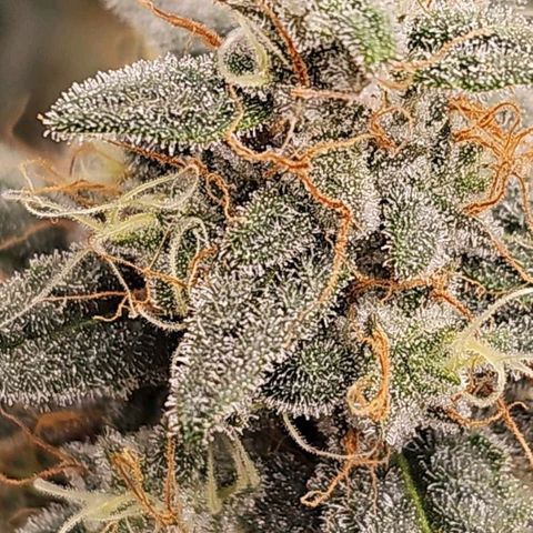 Galactic Gelato growlog timeline photo