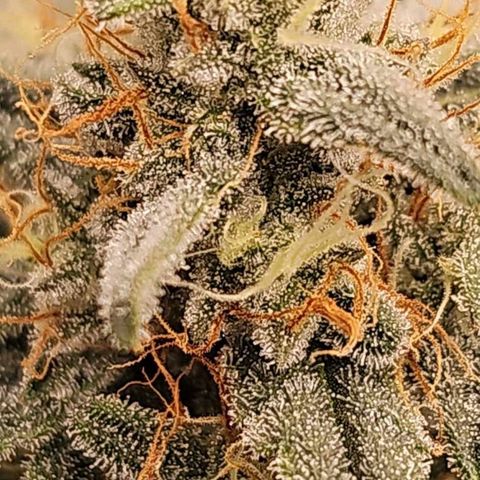 Galactic Gelato growlog timeline photo