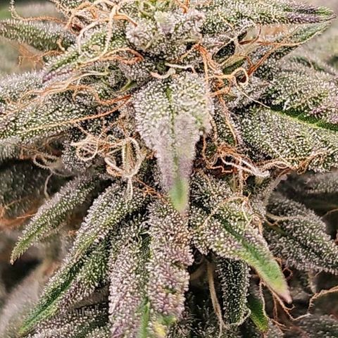 Galactic Gelato growlog timeline photo
