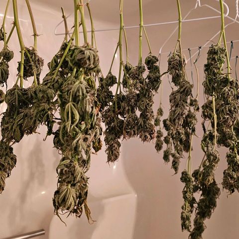 Galactic Gelato growlog timeline photo