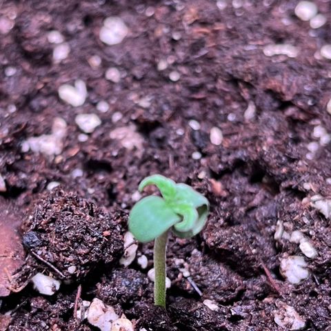 Blueberry Fast growlog timeline photo