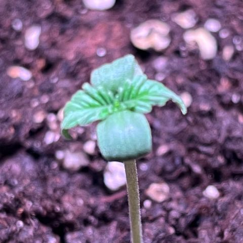 Blueberry Fast growlog timeline photo