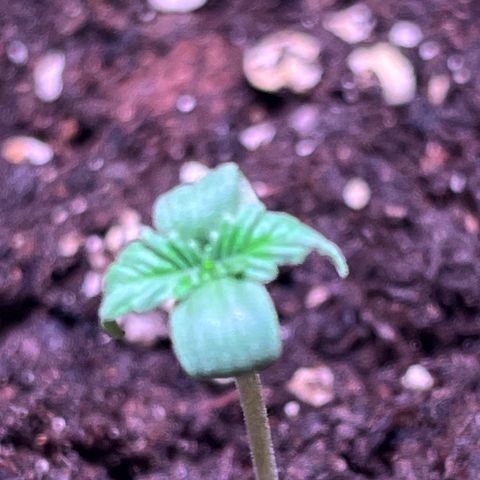 Blueberry Fast growlog timeline photo