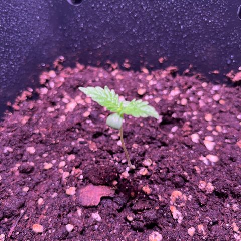Blueberry Fast growlog photo: Wegen der niedrigen Luftfeuchtigkeit vier Sprühstöße Wasser 