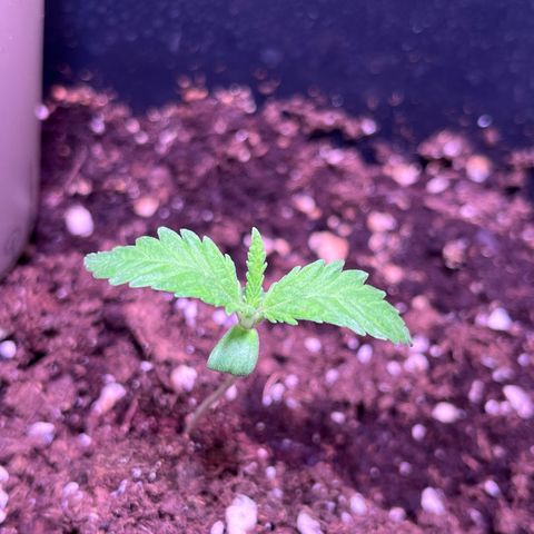 Blueberry Fast growlog timeline photo