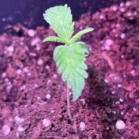 Blueberry Fast growlog timeline photo